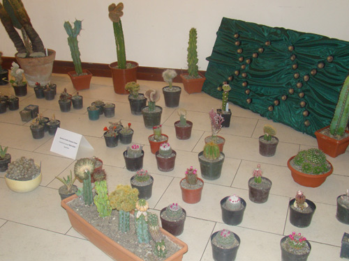 Foto Expozitie cactusi (c) eMaramures.ro